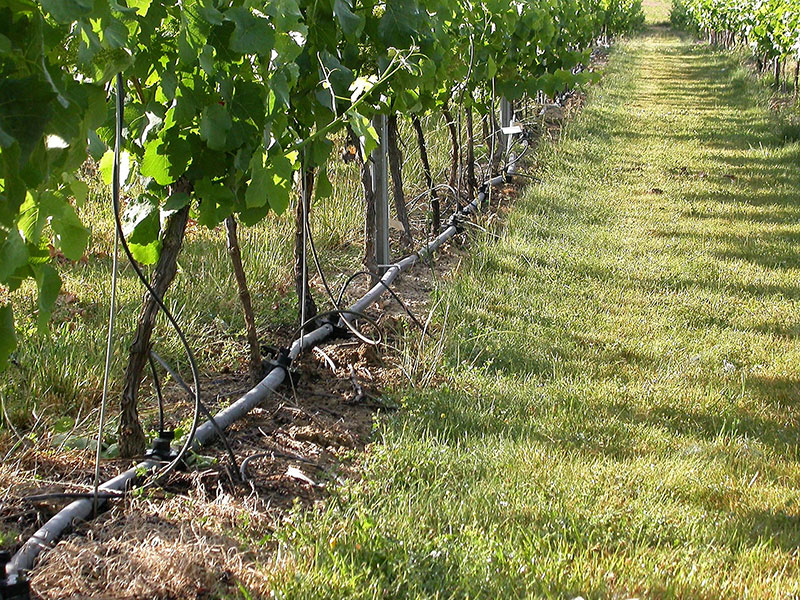 L'irrigation de la vigne - IFV Occitanie